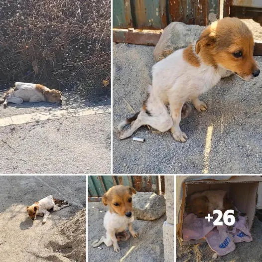 Abandoned and helpless! He stayed by the side of the road for days, begging for help from people, but only receiving cold hearts.