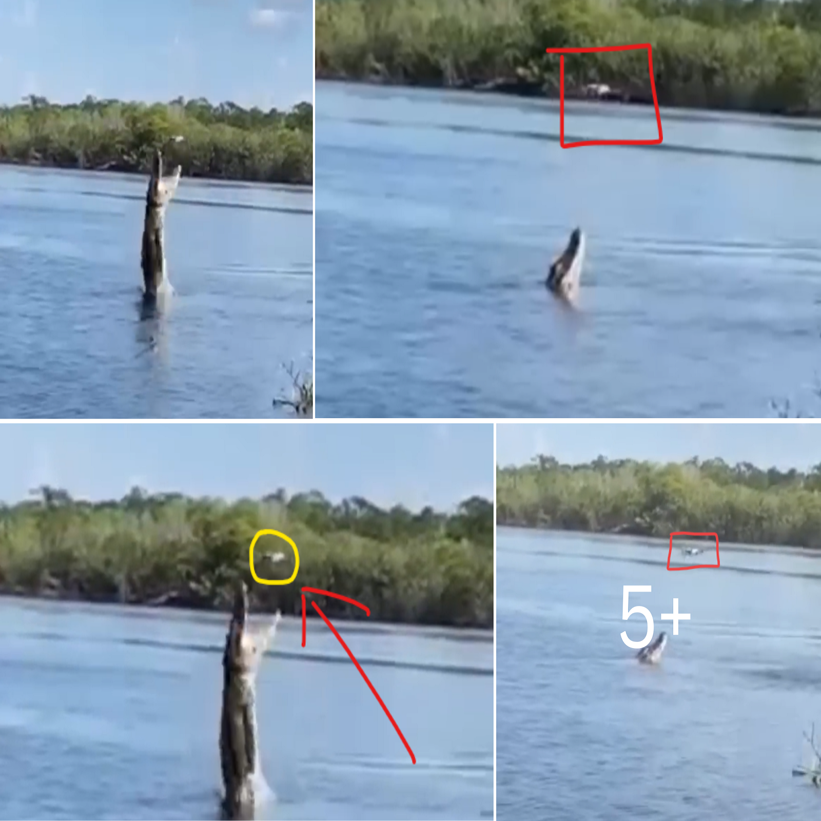 Huge alligator tries to catch a drone in the Amazon river!